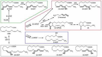 Oxylipins From Different Pathways Trigger Mitochondrial Stress Signaling Through Respiratory Complex III